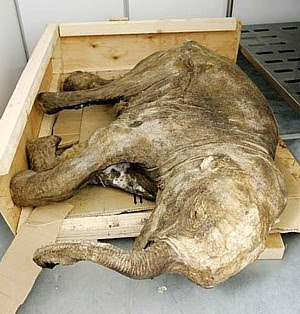 Penemuan Bangkai Mammoth Di Siberia