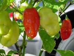 &#91; HOT &#93; 9 Cabai Terpedas Di Dunia 