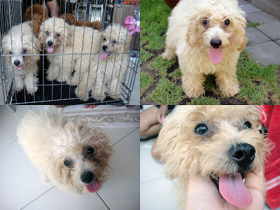 FOR SALE Red Toy Poodle (2 ekor) & Apricot Toy Poodle (4 ekor) Import Thailand “speci