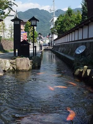 Di Jepang Walaupun di Got Ikan Koi bisa Hidup Tenang, Bagaimana Kalau di Indonesia?