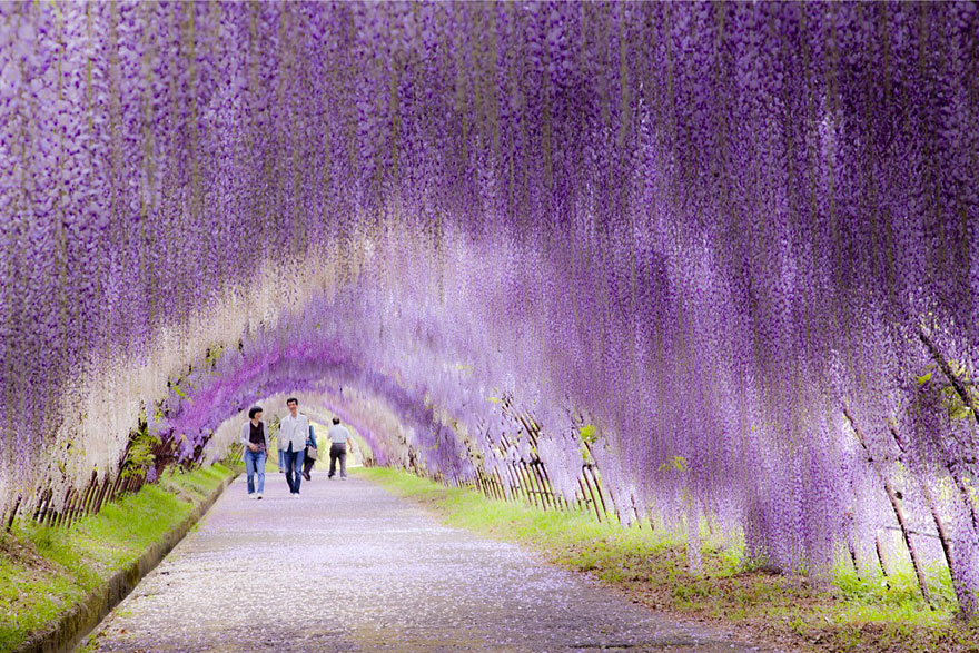 Lihat nih! 10 taman bunga paling indah di Jepang