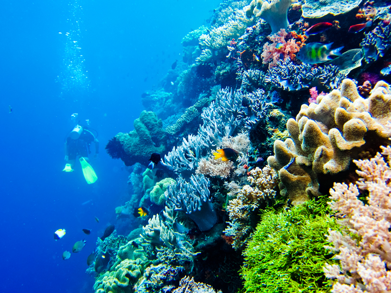Nih gan yang hobi Snorkeling, 5 Titik terbaik snorkling di Indonesia
