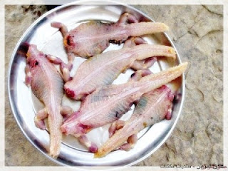 Dhab Halal, Biawak Haram - Dhab Reptil Unik dari UAE