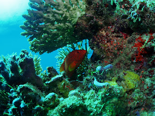 5 Diving Spot Paling Indah Di Indonesia