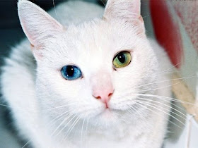 Kucing Dengan Warna Mata Yang Berbeda