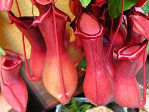 Perbedaan Flora di Indonesia Bagian Barat, Tengah &amp; Timur