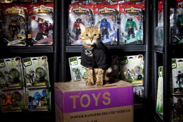 12 Kucing Dengan Profesi Istimewa