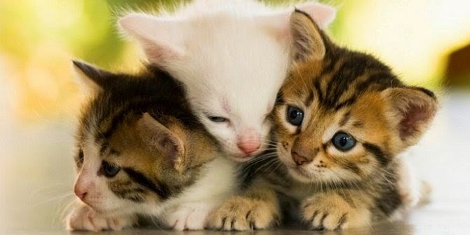 10 Hewan Lucu Yang Ternyata Berbahaya bahkan bisa membunuh manusia