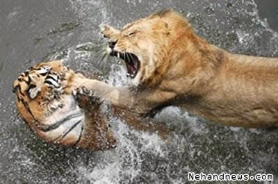 Pertarungan Si Raja Hutan Singa Lawan Harimau, Siapakah yang Menang ??