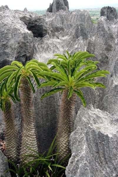 &#91;PICT&#93; Tsingy, Hutan Batu Terbesar di Dunia