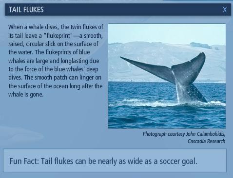Mengenal Paus Biru (Blue Whale)