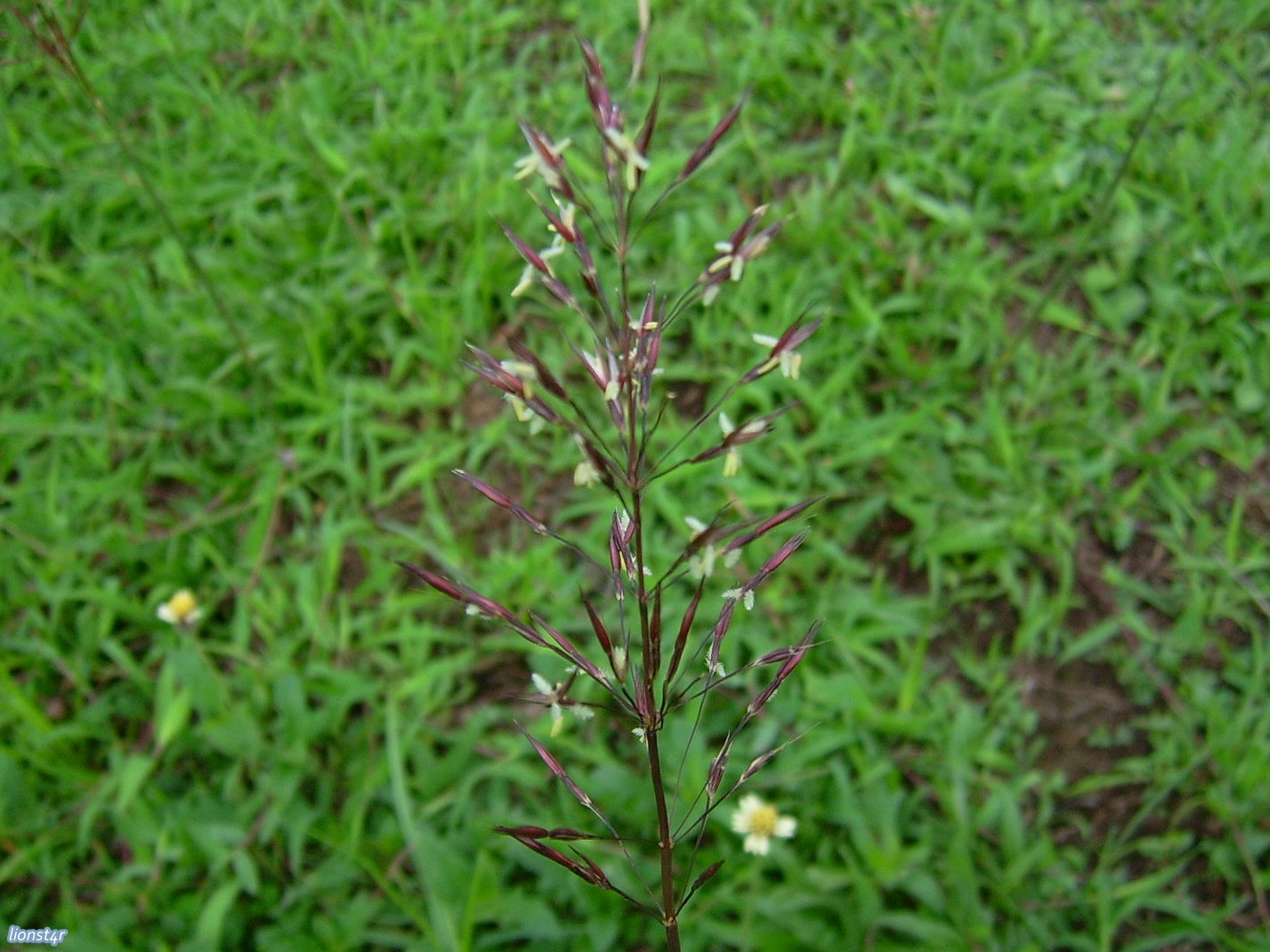 terabaikan-tanaman-pangan-ini-lebih-bernutrisi-dari-beras
