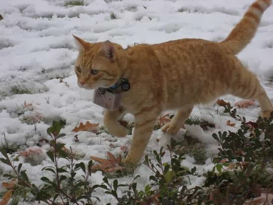 12 Kucing Dengan Profesi Istimewa