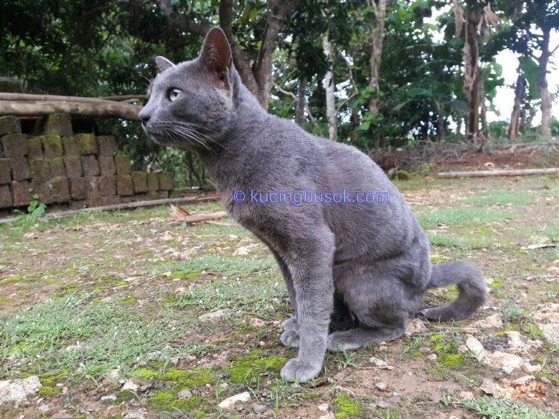 mengenal-kucing-busok-kucing-ras-asli-indonesia