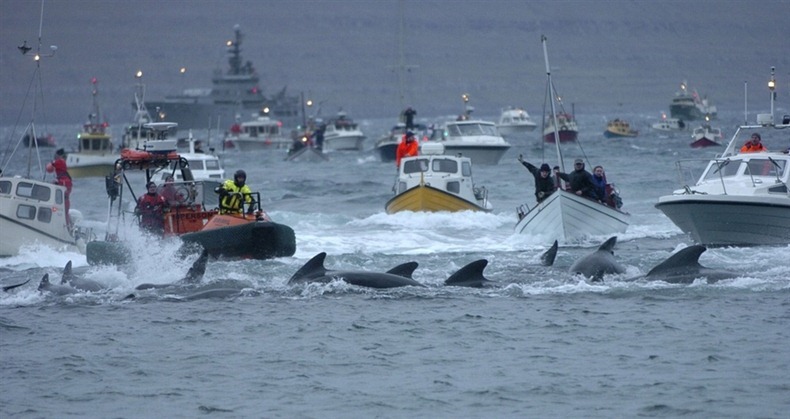 Sadisnya tradisi berburu ratusan paus di Kepulauan Faroe