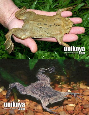 7 Katak dan Kodok Terunik di Dunia