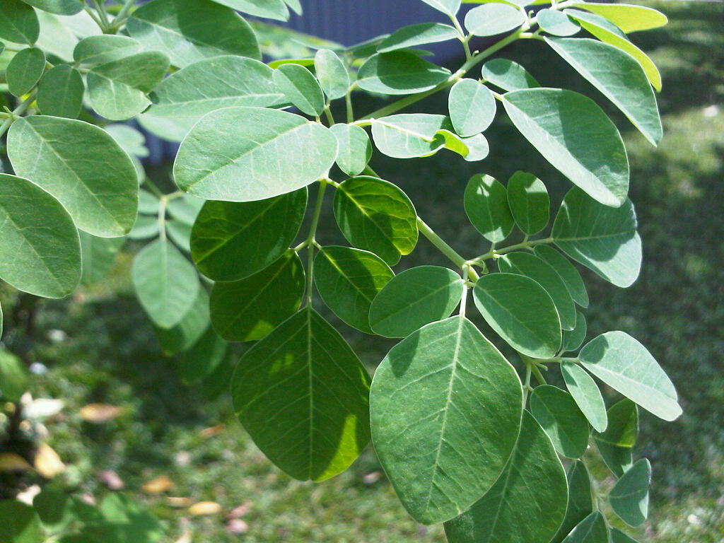 {serba 13} ====13 kegunaan daun di INDONESIA====