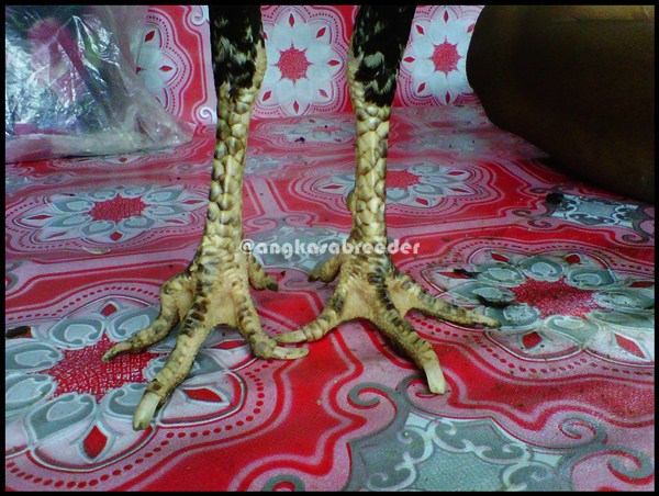 Ayam Bangkok Indukan AngKasa BreeDer (Si Kikik) Palembang