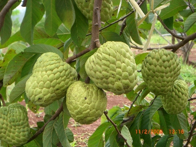 Buah dan Sayur dengan Warna Anti Mainstream 