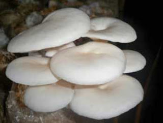 Jamur tiram dan jamur kancing