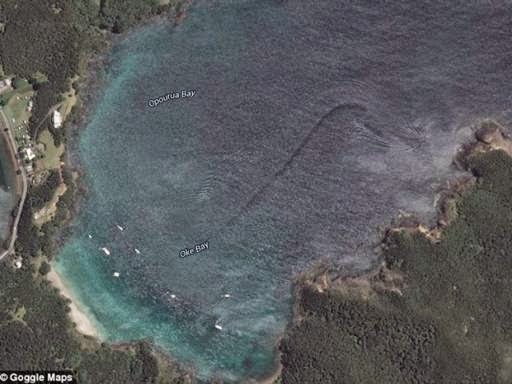 Makhluk Laut Misterius Raksasa Terlihat di Teluk Selandia Baru!