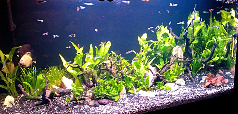 Jasa setting aquarium akuarium aquascape taman air tawar jakarta bekasi