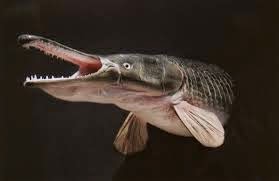 Yuk mengenal ikan Alligator (Spatula)