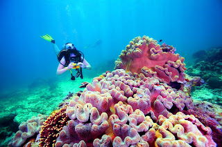 10 Terumbu karang Terindah di Dunia Indonesia masuk salah satunya