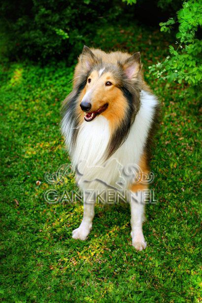 rough-collie-lovers