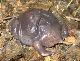 7 Katak Paling Unik di Dunia