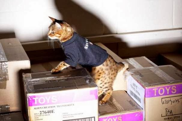 12 Kucing Dengan Profesi Istimewa