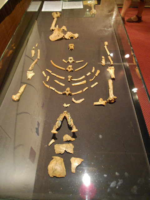 Siapakah Lucy si Australopithecus itu ?