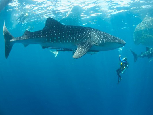 (WHALESHARKS) HIU PAUS, SI RAKSASA BERHATI LEMBUT