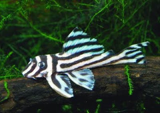 Ikan Sapu-sapu