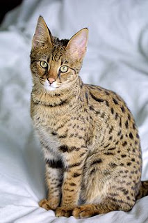 5 Kucing termahal di dunia :D yg suka kucing wajib masuk :)