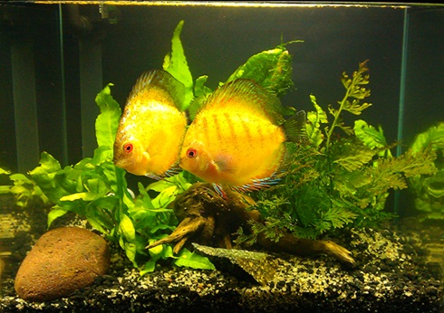 Jasa setting aquarium akuarium aquascape taman air tawar jakarta bekasi