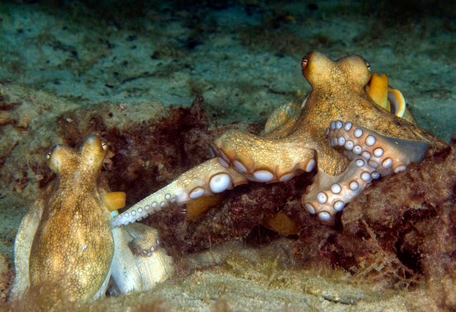Fakta-Fakta MenarikTentang Gurita (Octopus)