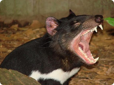 Inilah Hewan Paling Aneh Dan Langka Di Dunia