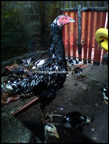 Ayam Bangkok Indukan AngKasa BreeDer (Si Kikik) Palembang