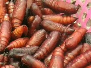 Makanan ane waktu kecil....