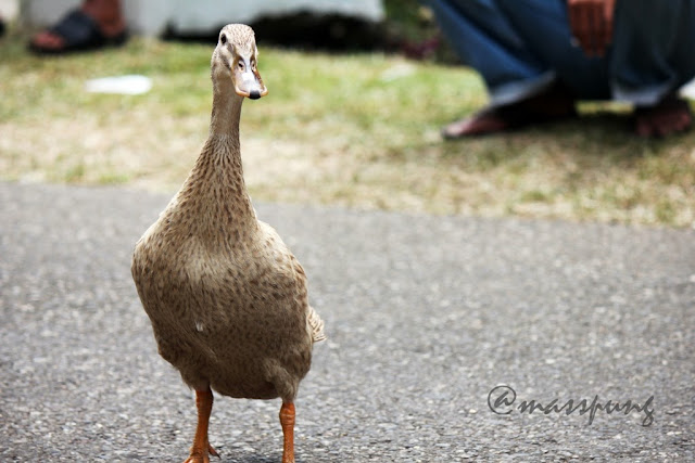 Uniknya Pacu Itik (Duck Race) di Payakumbuh