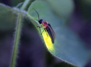 Cek Sini Gan 7 Hewan Sebagai Tanda Kehadiran Mahluk Halus Kaskus