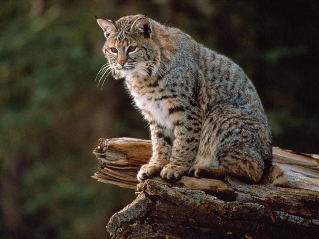 HOT ! Mengenal BOBCATS ! Kucing Lovers Masuk ! 