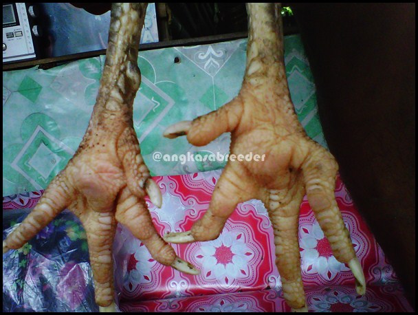Ayam Bangkok Indukan AngKasa BreeDer (Si Kikik) Palembang