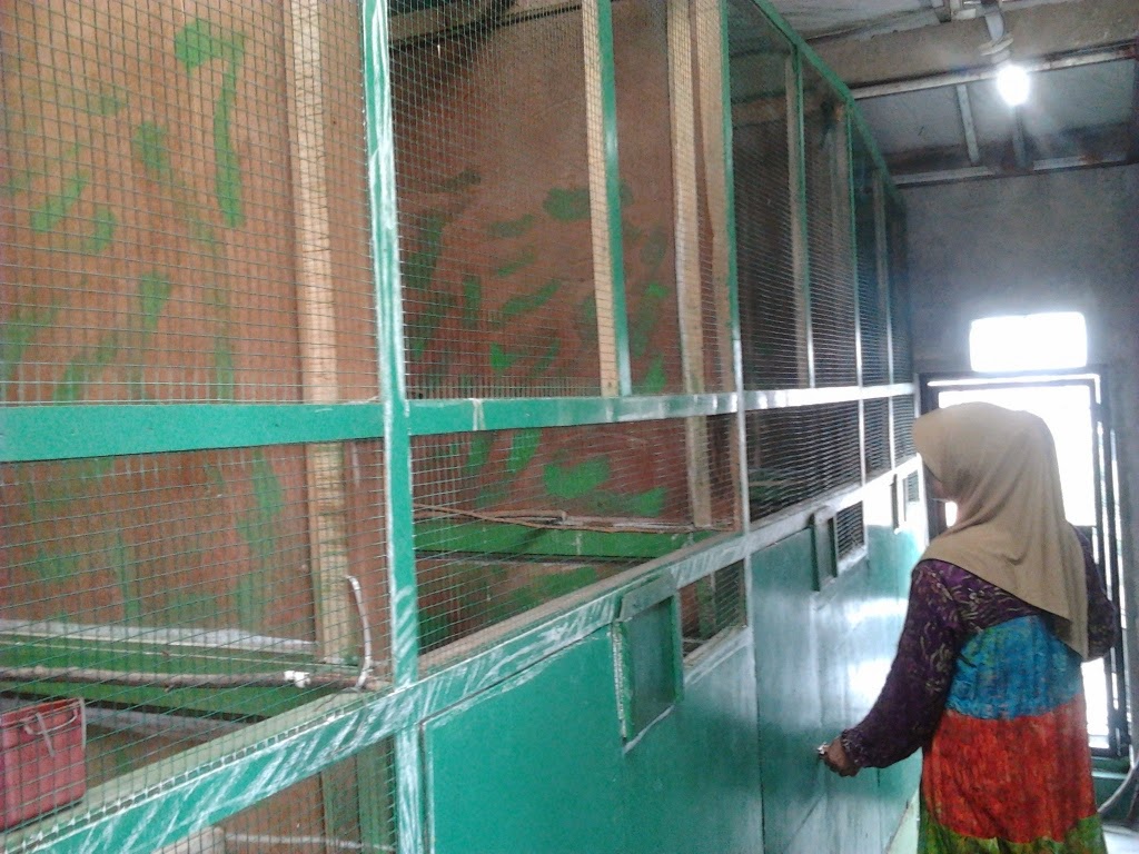 PENANGKARAN LOVE BIRD &amp; MURAI BATU MEDAN MACAM JENIS 