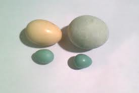  Ukuran  Telur  Unggas dari yang kecil sampai yang terbesar 