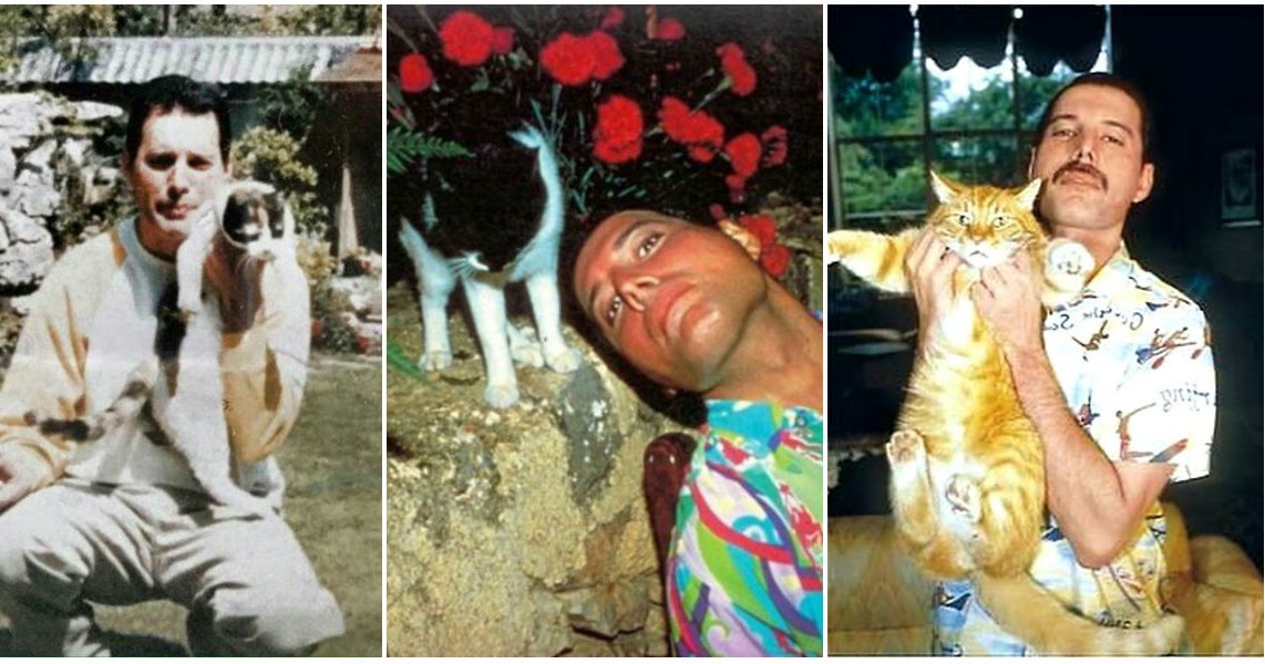 Freddie Mercury dan Romantismenya dengan Kucing
