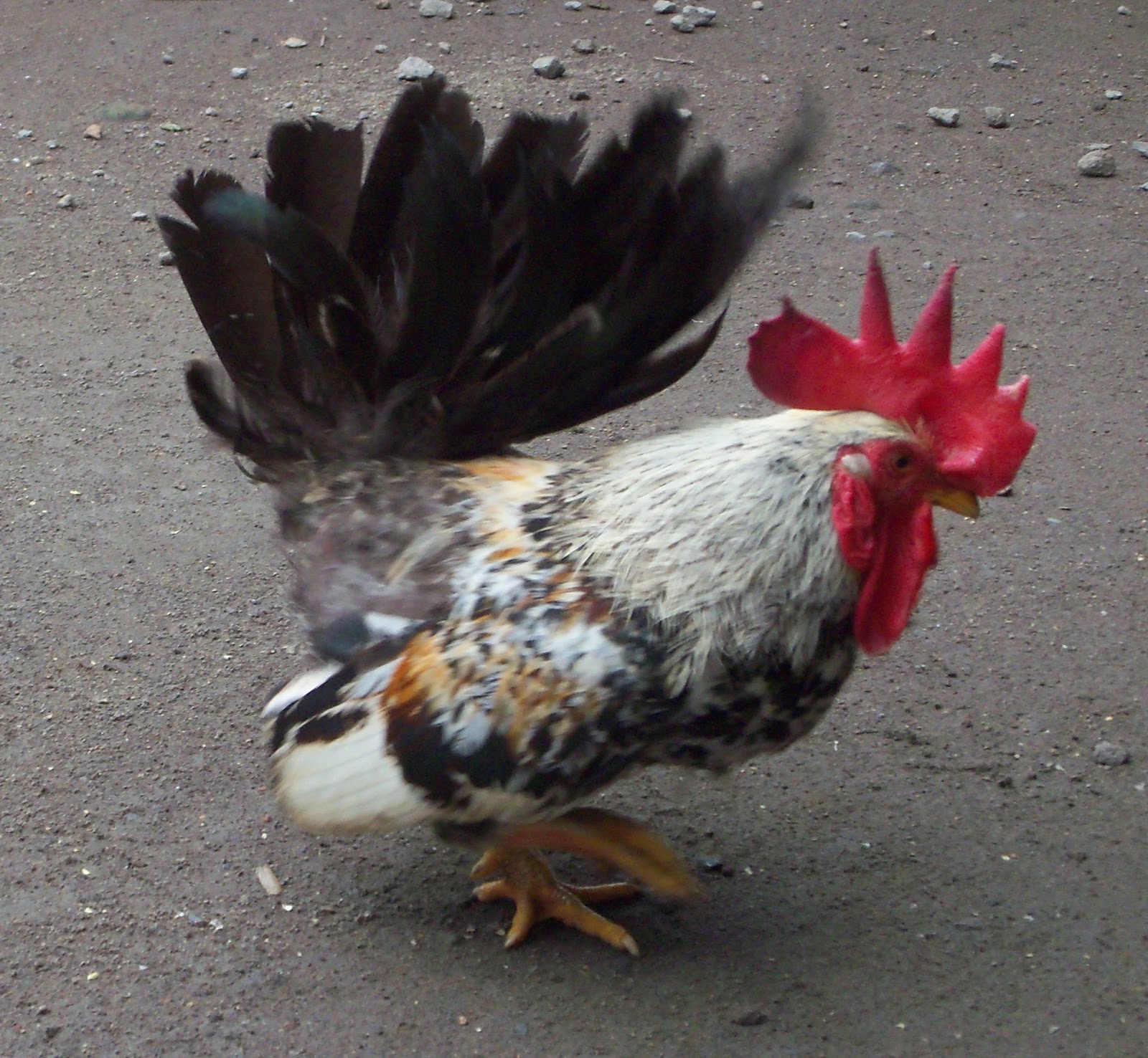  Jenis  Jenis  Ayam  di  Indonesia  KASKUS