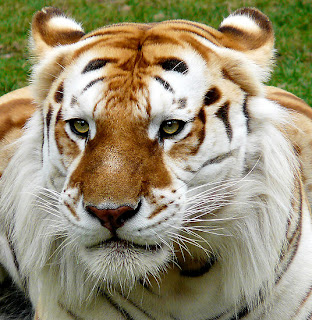 Penampakan Harimau Emas