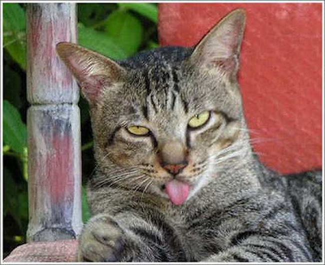 10 Perilaku Kucing yang Jarang di Ketahui Manusia